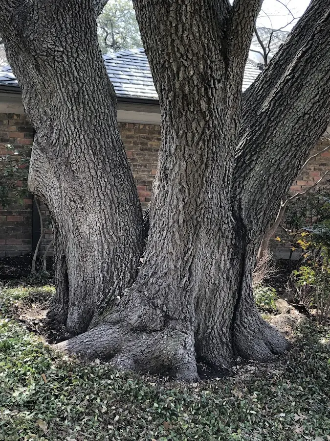 Mature heritage tree close to a Glide property cared for by certified arborists